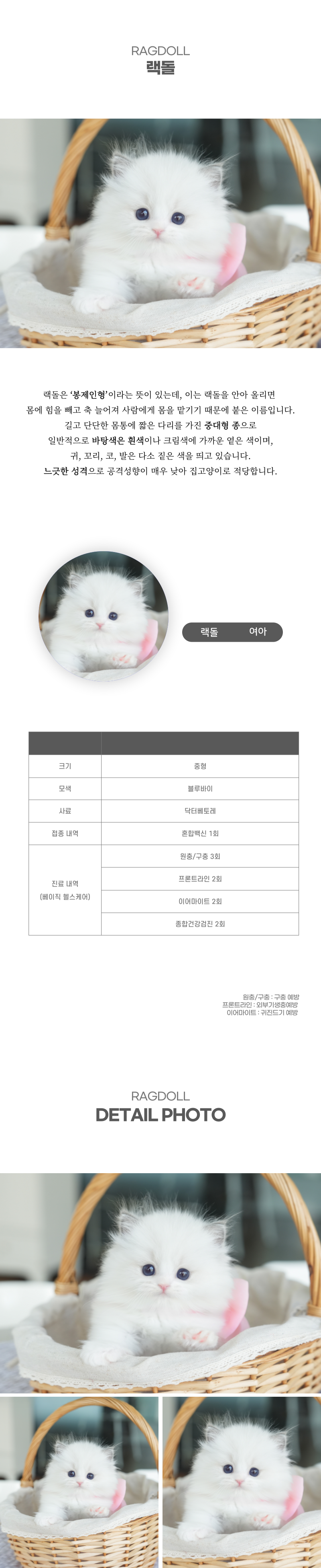랙돌_상세이미지_2
